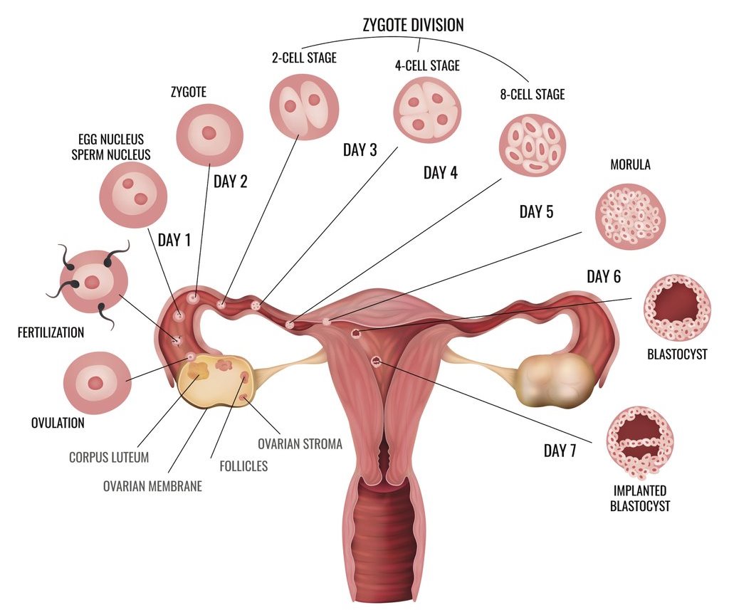 Ovulation and Fertilization Process - Female Reproductive Organs