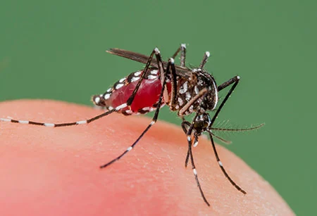 Dengue Fever - Aedes Mosquito